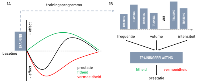 Integratie fitness-fatigue model binnen gestructureerd trainingsprogramma